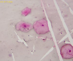 哺乳动物细胞粘膜（装片）