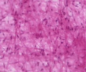 Loose Connective Tissue W. M.