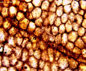 Dog squamous Epithelium (whole mount）