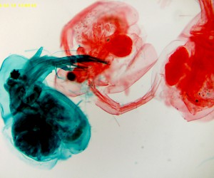 Daphnia (whole mount)