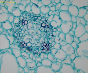 Typical dicot root,ranunculus mature root cs