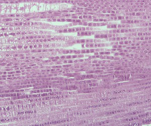 Plant Root Tip L.S(com)