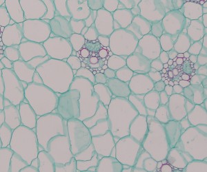 Monocotyledon Stem C.S