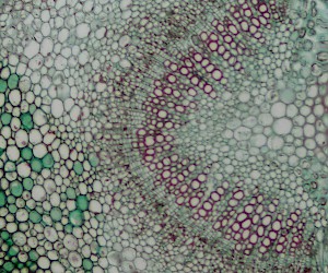Privet Leaf C.S