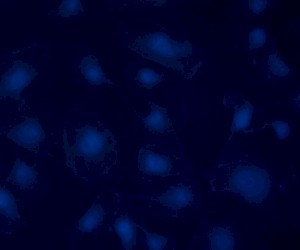 Blue Fluorescent Image