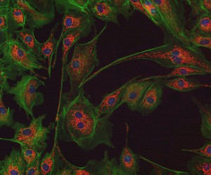Fused Fluorescent Image