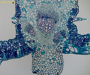 Dicot leaf helianthus leaf c.s.