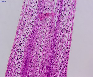 Corn Root Tip L.S.