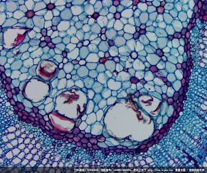 Xylem