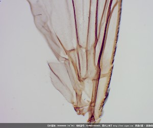 家蝇翅膀装片