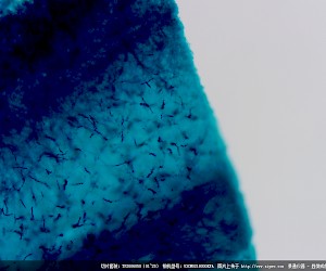 Penicillium W.M