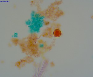 Pollen Germinate W.M.