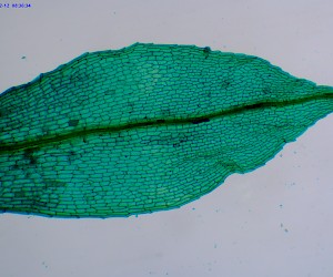 Hydrilla Leaf Cell W.M.