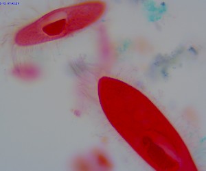 Paramecium W.M.