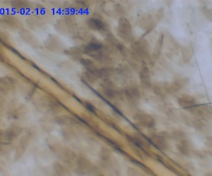 Butterfly Wing. W.M