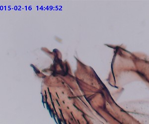 Housefly Wing. W.M