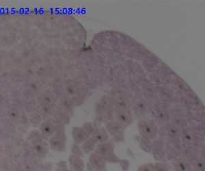 蛙早期原腸胚切片