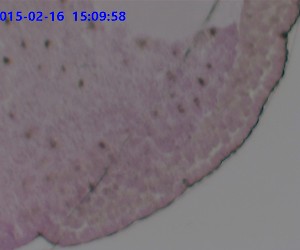 蛙晚期原腸胚切片