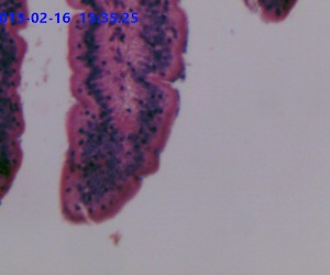 Simple Columnar Epithelium. Sec.