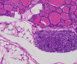 Simple Cuboidal Epithelium. Sec.