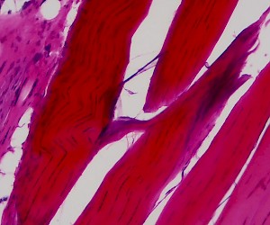 Fiber Connective Tissue. Sec.